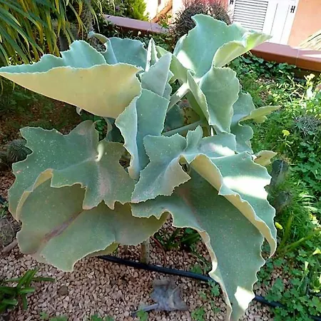 Di Giorgi