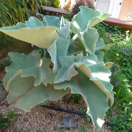 住宿加早餐酒店 吉奥吉别墅住宿加早餐酒店